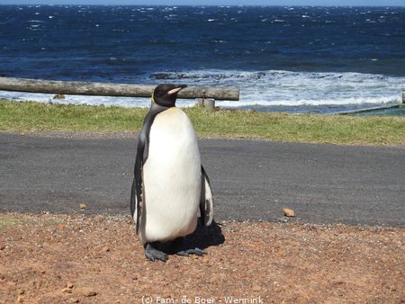 191031_155057-Een verdwaalde pinguïn..jpg